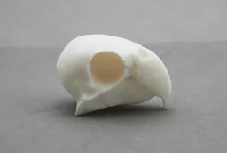 Parakeet Skull 1.jpg