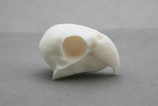 Parakeet Skull 1.jpg