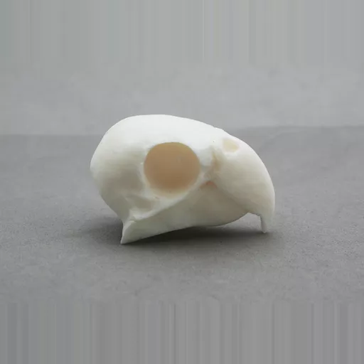 Replica Parakeet Skull