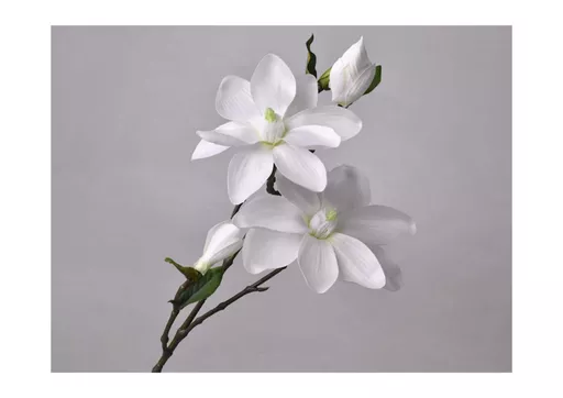 magnolia branch - white.jpg