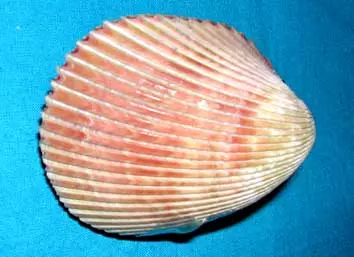 Whole Large Cockle
