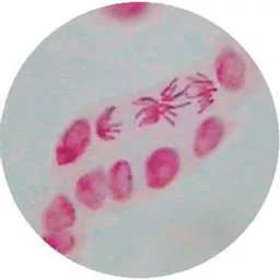 FINHC1620002.png