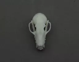 Fruit Bat 3.jpg