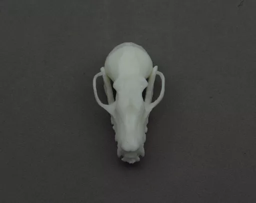 Fruit Bat 3.jpg