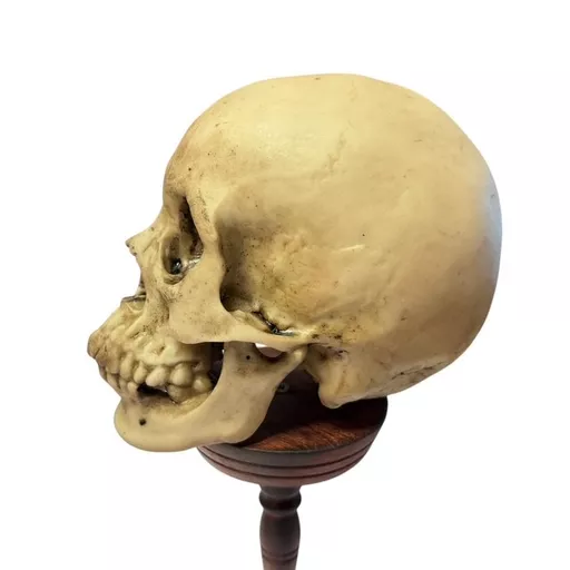 Skull on Stand 3.jpg