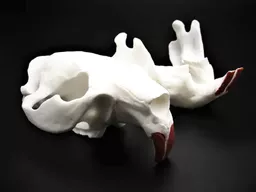 Beaver Skull 2.jpg
