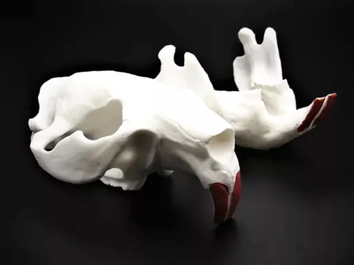 Beaver Skull 2.jpg