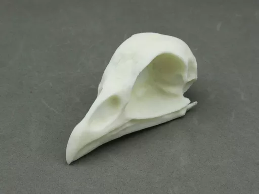 Chicken Skull 2.jpg