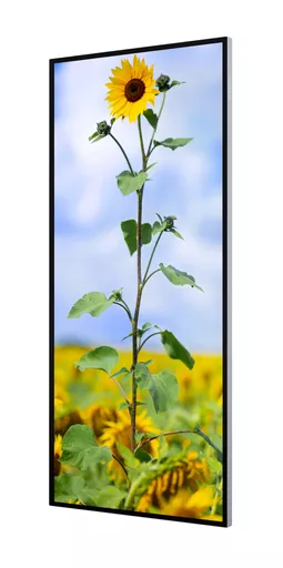 81T_portrait left facing.png