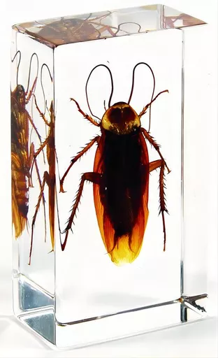 K20230  Cockroach.jpg
