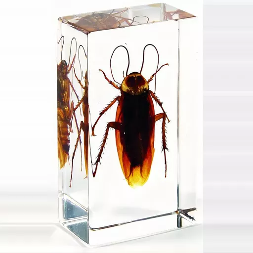 Cockroach