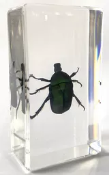 K20243   Chafer Beetle.png