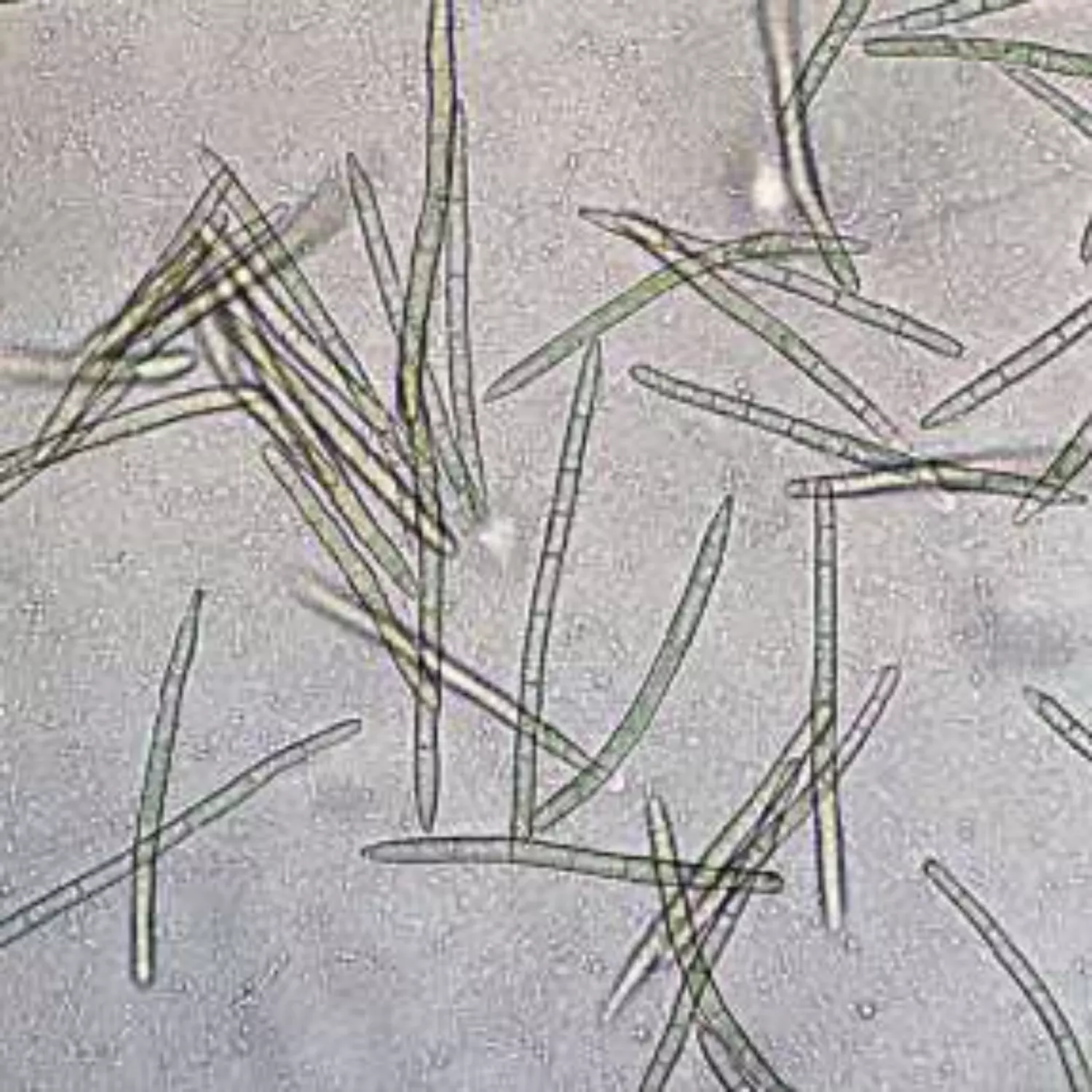 What are Spongilla Spicules?