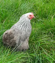Silver Partridge Pekin.jpg