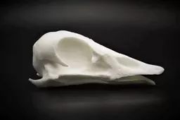 Goose 3.jpg