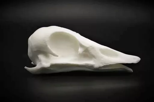Goose 3.jpg
