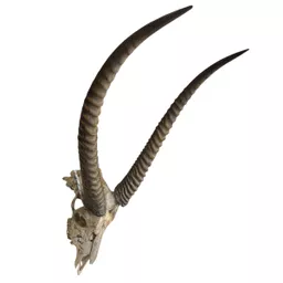 Antelope Skull 4.jpg