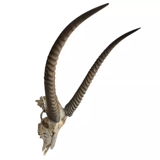 African Oryx Skull with Horns