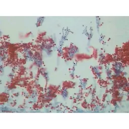 FINCP00055266.png