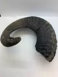 Horn 1.jpg