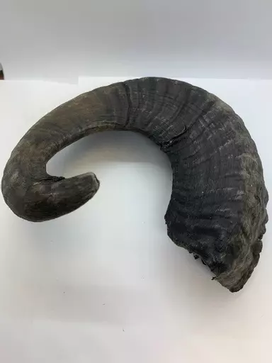 Horn 1.jpg