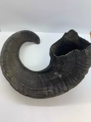 Horn 2.jpg