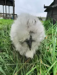 Silkie grey.jpg
