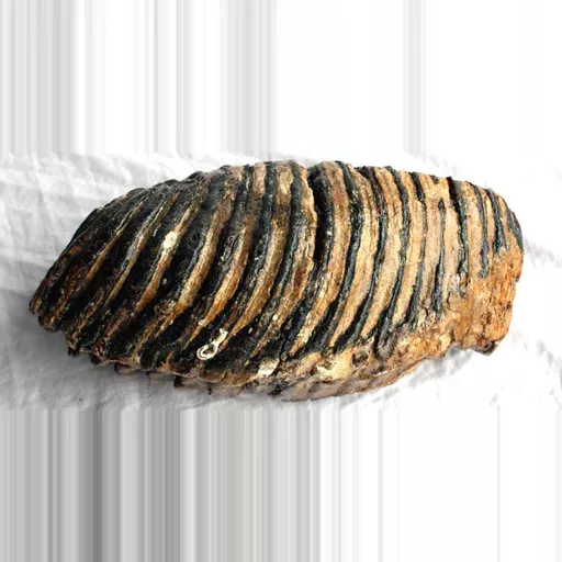 Large Adult Mammoth Tooth