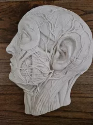 ets_mc_301_head_7.jpg