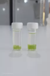 LM-115_Algae_Balls_66.webp