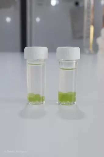 LM-115_Algae_Balls_66.webp