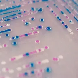 CHROMagar O157 Chromogenic E. coli Agar 25L