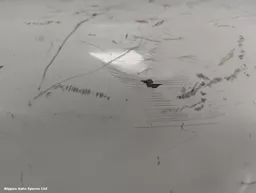 f99e4bf0-0352-4cf4-b60c-27b0ddfd4ee3.jpeg?