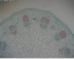 FINHC1006482.png