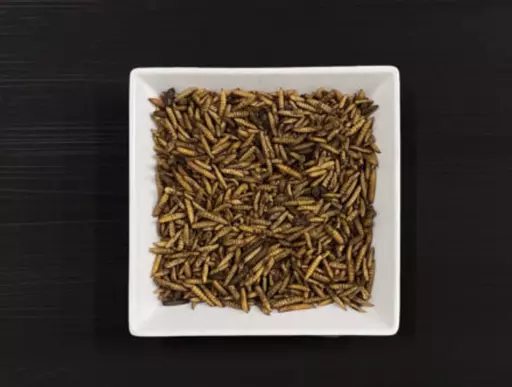 dried calciworms dish