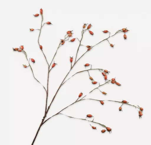 Orange Rosehip Spray Branches