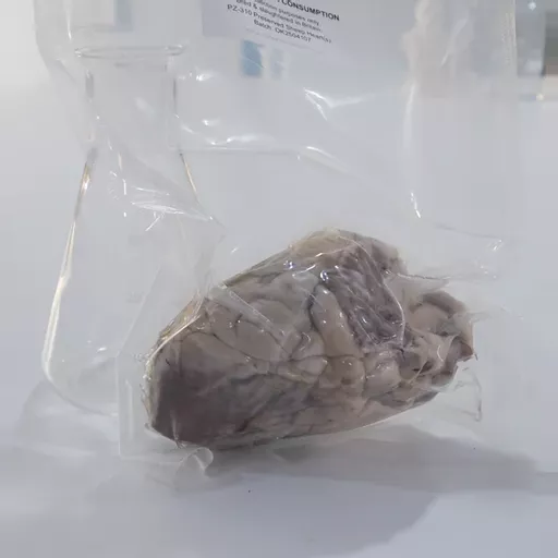 Preserved Sheep Heart