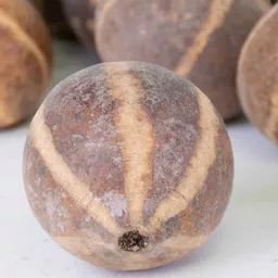 Whole Belani 1.jpg