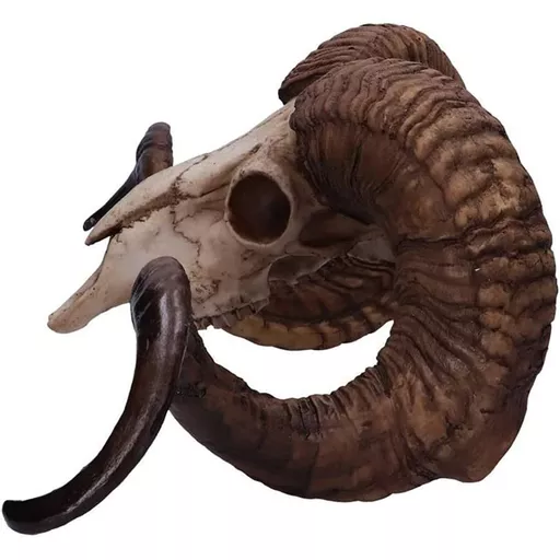 Large Rams Skull 2.jpg