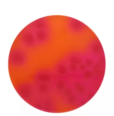 McConkey Agar (with salt) 90mm