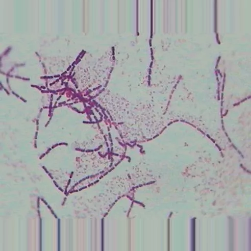 Philip Harris Prepared Microscope Slide - Gram +ve and Gram -ve Bacilli W.M.