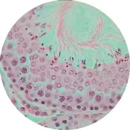 FINHC1006606.png