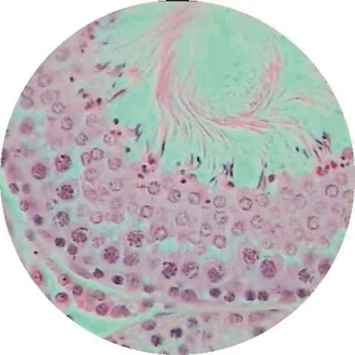Philip Harris Prepared Microscope Slide - Rat (Rattus norvegicus) Testis for Spermatogenesis T.S.