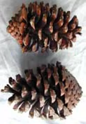 https://starbek-static.myshopblocks.com/images/tmp/nt_268_maritime1.5.jpg
