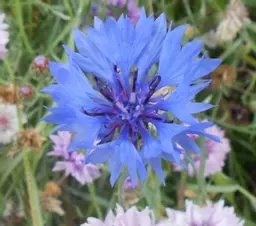 Cornflower 2.jpg