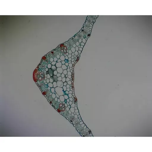 Philip Harris Monocot Plant Slide Set - Set of 3 Slides