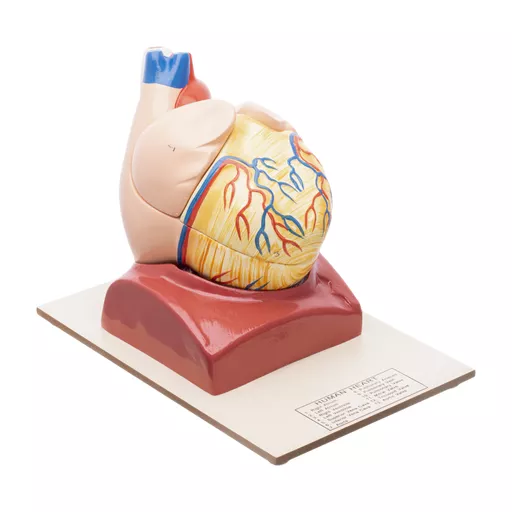 HUMAN HEART EXTRA LARGE