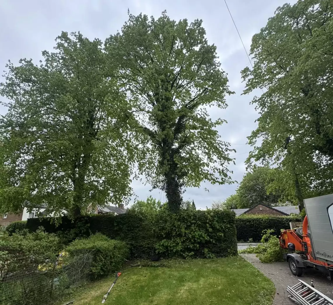 Tree.png