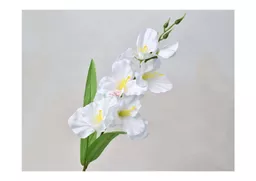 sword lily - white x 3.jpg