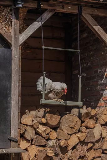 Gaun Chicken Swing 2.jpg